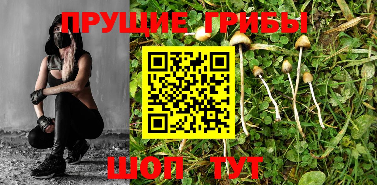 Псилоцибиновые грибы Psilocybine cubensis Белогорск